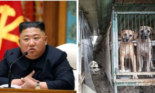 Régimen de Corea del Norte ordena que los perros mascotas serán usados como alimento