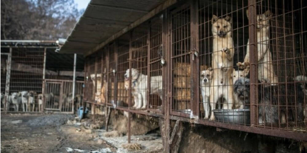 regimen-de-corea-del-norte-ordena-que-los-perros-mascotas-seran-usados-como-alimento-perros-encerrados-en-jaulas-movidatuy.com