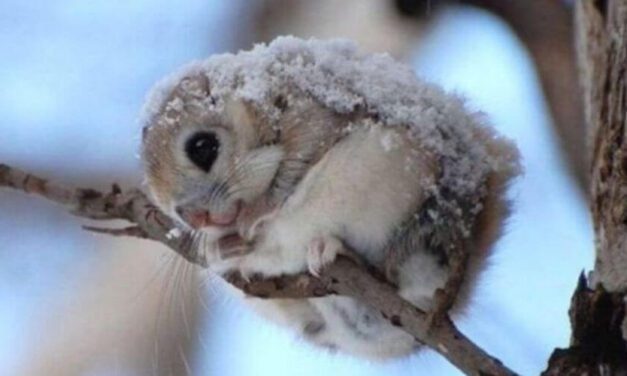 ✌ Tierna naturaleza: ¿Ya conoces a la ardilla voladora japonesa? ✌