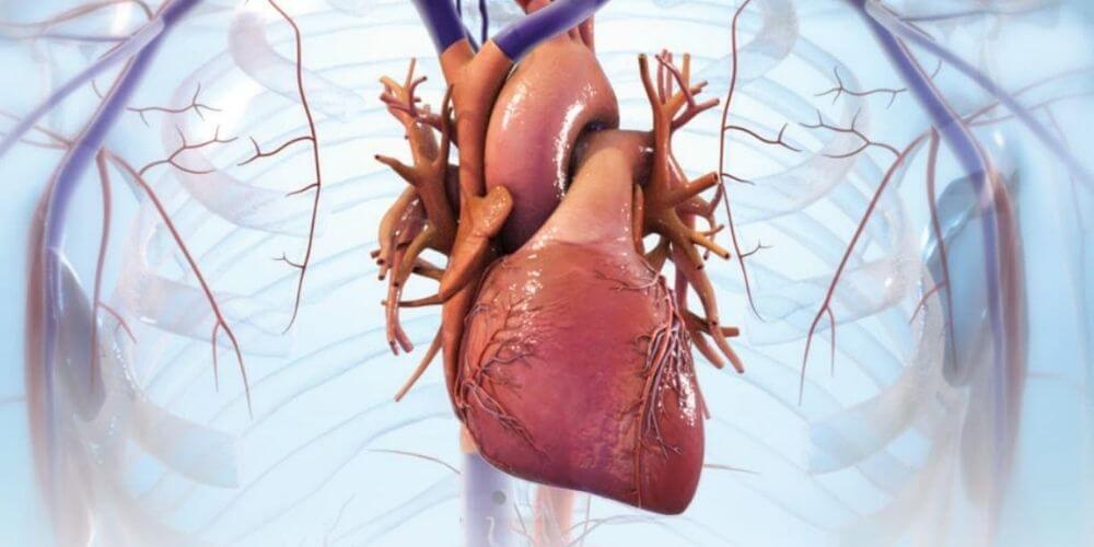 cientificos-crean-los-primeros-mini-corazones-humanos-a-partir-celulas-madre-corazon-humano-movidatuy.com