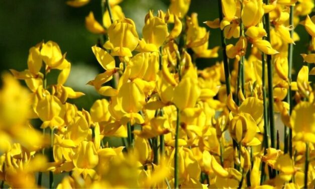 🌿 Conoce las propiedades, beneficios y usos medicinales de la Retama 🌿