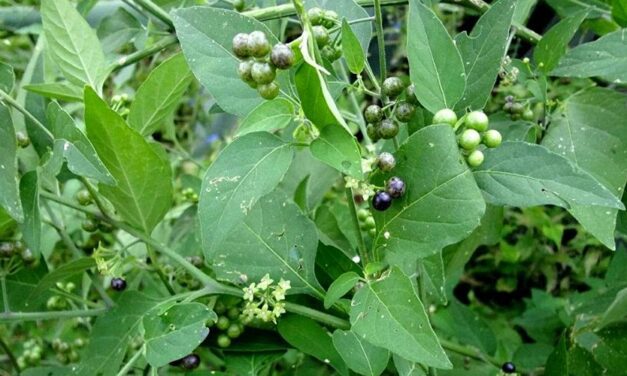 🌿 Cuáles son las propiedades y beneficios de la hierba mora y cómo consumirla adecuadamente 🌿