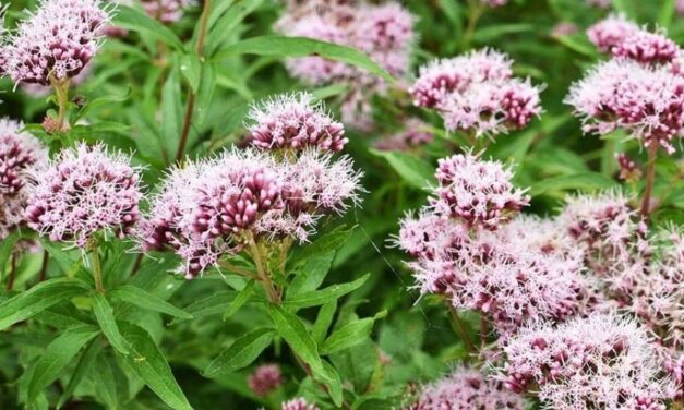 🌿 Cuáles son las propiedades y beneficios de la Valeriana 🌿