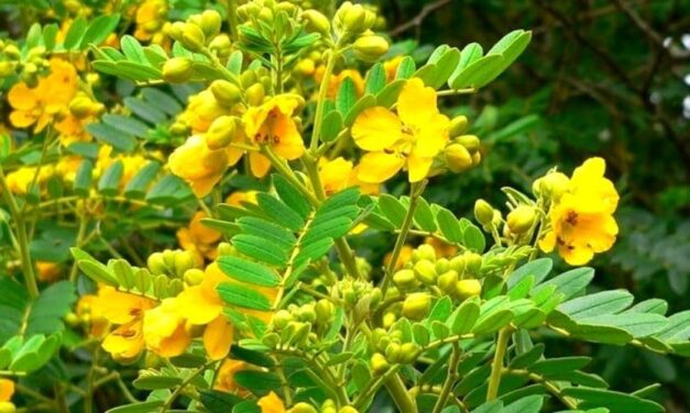 🌿 Cuáles son las propiedades y beneficios del Sen y cómo aprovecharlos 🌿
