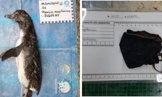 Encuentran a un pingüino muerto en Brasil por tragarse un tapabocas entero