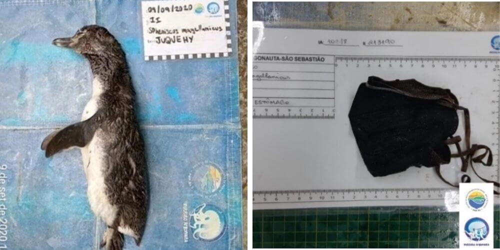 Encuentran a un pingüino muerto en Brasil por tragarse un tapabocas entero