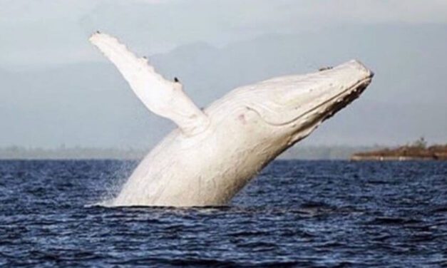 ✌ Fotografían a extraña ballena jorobada blanca en aguas de Australia ✌