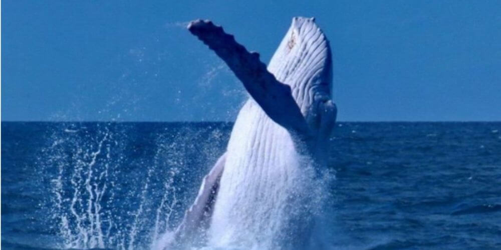 fotografian-a-extraña-ballena-jorobada-blanca-en-aguas-de-australia-ballena-agua-mar-movidatuy.com