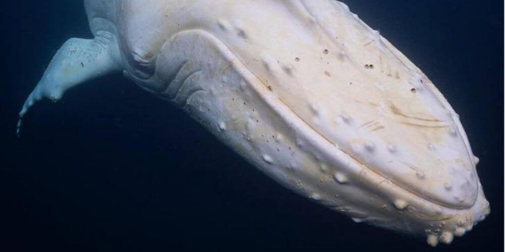 fotografian-a-extraña-ballena-jorobada-blanca-en-aguas-de-australia-fotografia-de-craig-parry-movidatuy.com