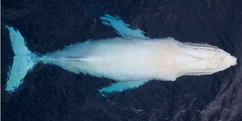 fotografian-a-extraña-ballena-jorobada-blanca-en-aguas-de-australia-migaloo-movidatuy.com