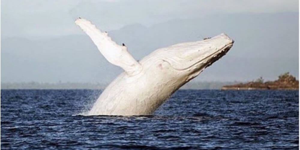 ✌ Fotografían a extraña ballena jorobada blanca en aguas de Australia ✌