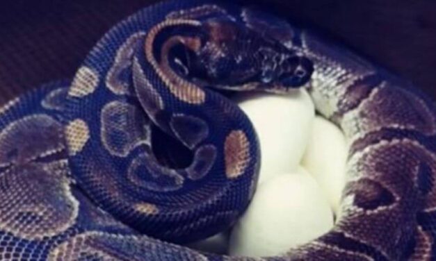 ✌ ¡Increíble! Una Pitón de 62 años ha puesto 7 huevos sin la ayuda de un macho ✌