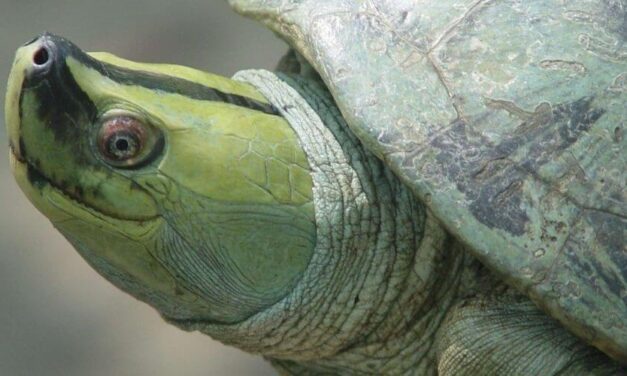 ✌ La tortuga de la eterna sonrisa fue rescatada de la extinción ✌