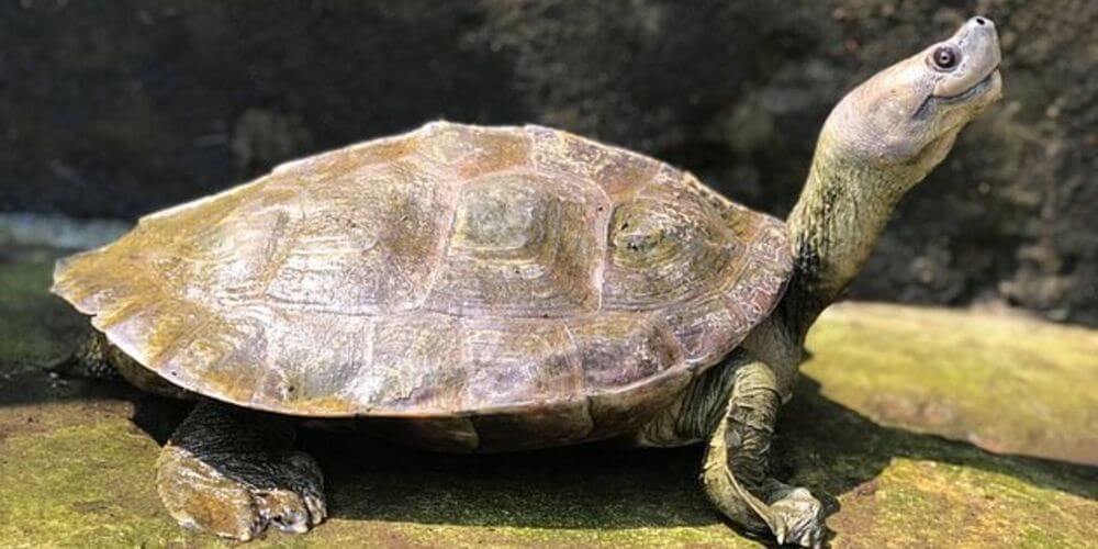la-tortuga-de-la-eterna-sonrisa-fue-rescatada-de-la-extincion-animal-tortuga-sonrisa-movidatuy.com