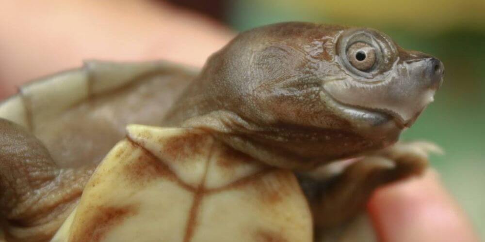la-tortuga-de-la-eterna-sonrisa-fue-rescatada-de-la-extincion-tortuga-de-techo-birmana-movidatuy.com