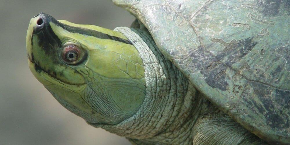 ✌ La tortuga de la eterna sonrisa fue rescatada de la extinción ✌