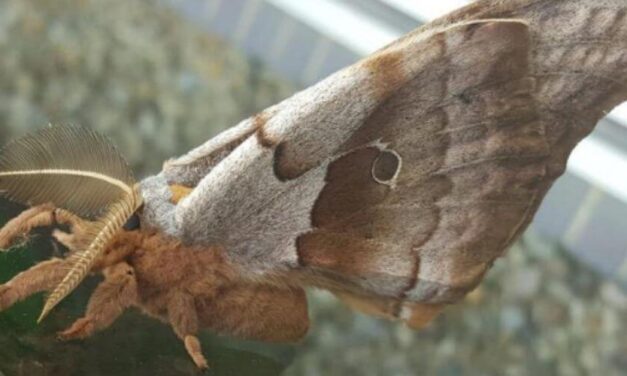 😮 Ahora las llaman “Tarántulas aladas”, pero en realidad se trata de una polilla 😮