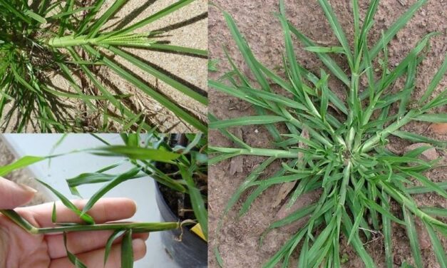 ✅ Beneficios y usos medicinales de la planta silvestre Pata de Gallina ✅