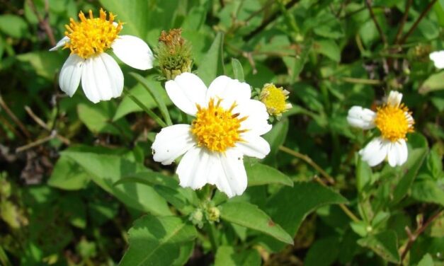 🌿 Cadillo, planta con potentes propiedades, beneficios y usos medicinales 🌿