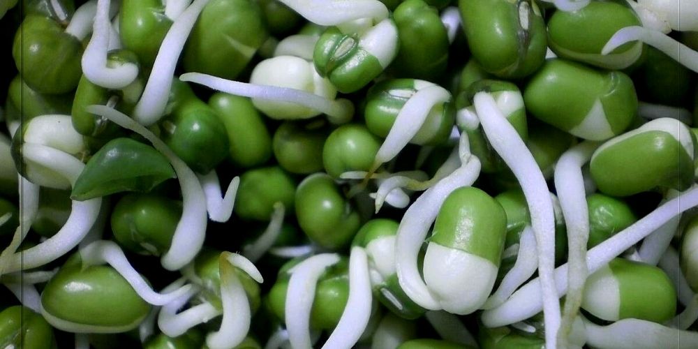 como-hacer-frijoles-chinos-germinados-un-alimento-delicioso-y-rico-en-propiedades-nutricionales-salud-movidatuy.com