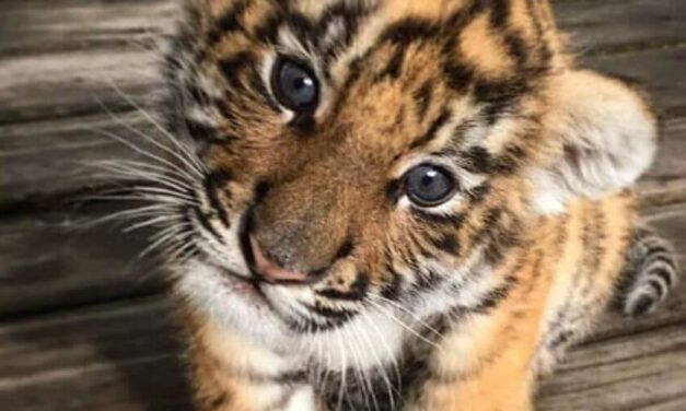 😮 Esta pareja compra un gatito exótico y al crecer se dan cuenta que es un tigre 😮