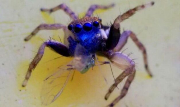 ✌ Nueva especie de diminuta araña de 8 ojos es descubierta por una mujer ✌