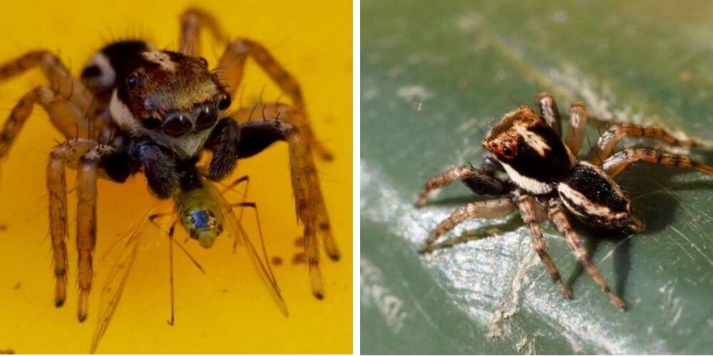 nueva-especie-de-diminuta-araña-de-8-ojos-es-descubierta-por-una-mujer-araña-saltarina-movidatuy.com