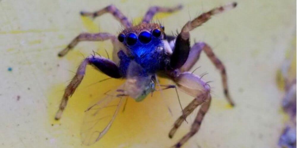 ✌ Nueva especie de diminuta araña de 8 ojos es descubierta por una mujer ✌