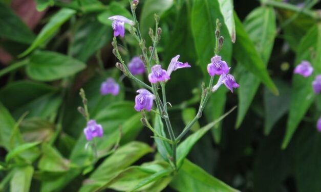 🌿 Para qué sirve la planta Amansatoros y cuáles son sus propiedades 🌿