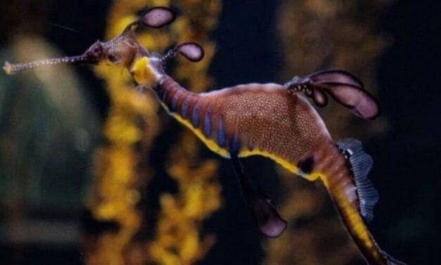 ✌ Por primera vez en Europa nacieron crías de dragones de mar bajo cautiverio ✌