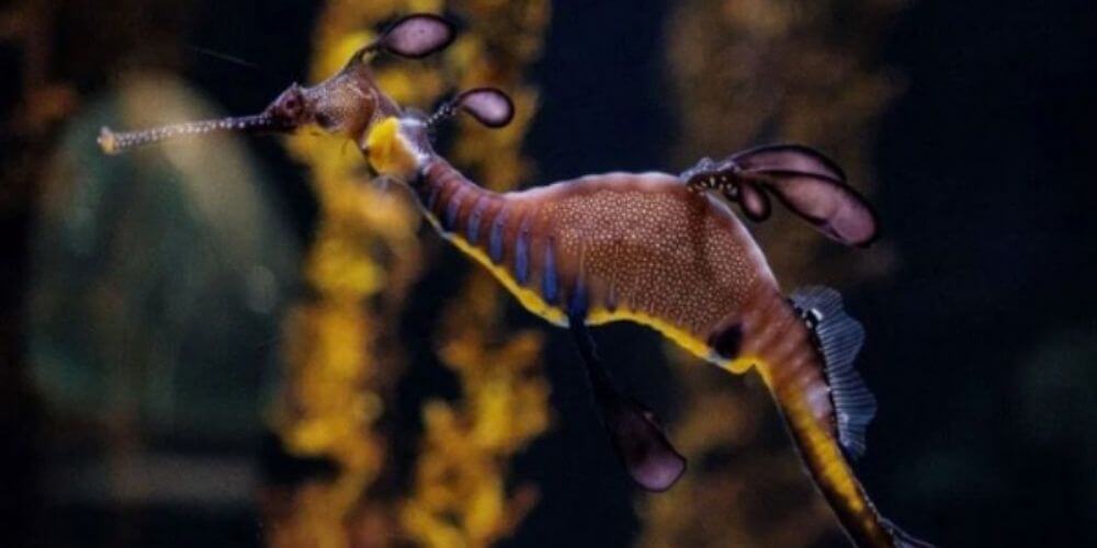 ✌ Por primera vez en Europa nacieron crías de dragones de mar bajo cautiverio ✌