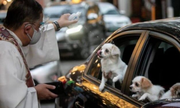 ✌ Sacerdotes filipinos salen a las calles para bendecir a las mascotas ✌