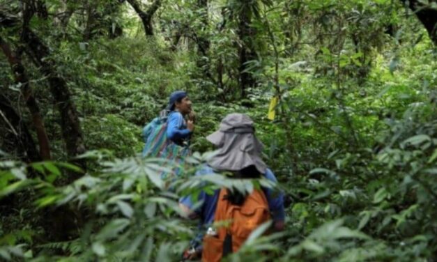 ✌ Taiwaneses buscan salvar extrañas plantas en peligro de extinción ✌