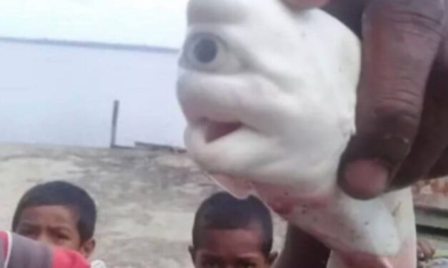 😮 Un pescador de Indonesia se encontró a un tiburón albino cíclope 😮