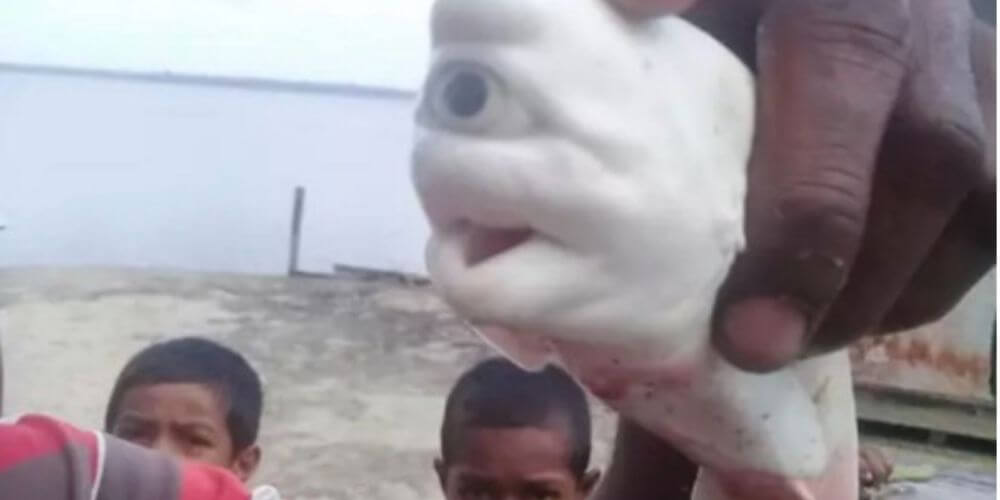 😮 Un pescador de Indonesia se encontró a un tiburón albino cíclope 😮