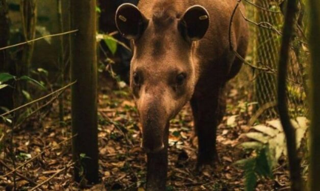 ✌️ Fauna silvestre: Liberan a un tapir en una reserva ecológica de Brasil ✌️