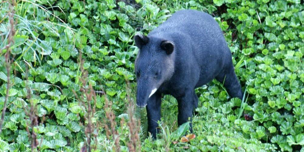 fauna-silvestre-liberan-a-un-tapir-en-una-reserva-ecologica-de-brasil-especie-tapir-movidatuy.com