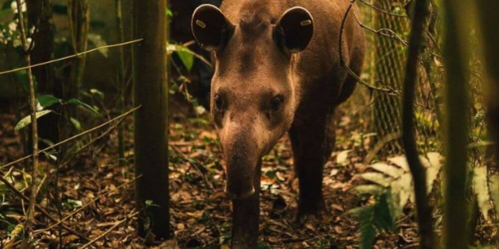 ✌️ Fauna silvestre: Liberan a un tapir en una reserva ecológica de Brasil ✌️