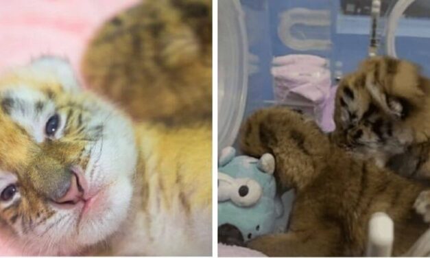 ✌️ Hermosos: Nacieron cuatrillizos de tigre dorado dentro de un zoológico ✌️