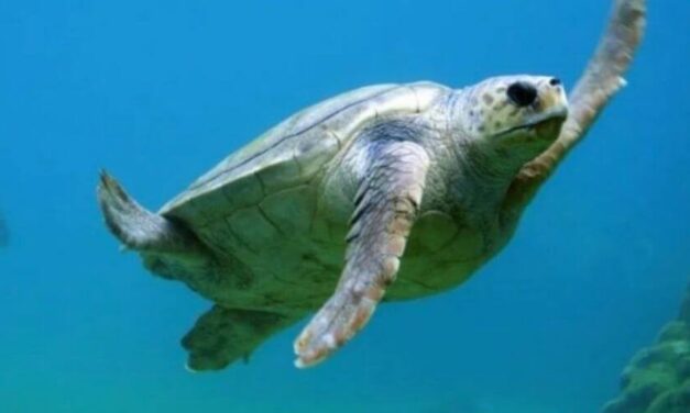 😮 Ponen a dieta a una tortuga por subir de peso durante la cuarentena 😮