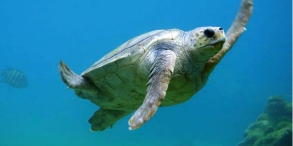 😮 Ponen a dieta a una tortuga por subir de peso durante la cuarentena 😮