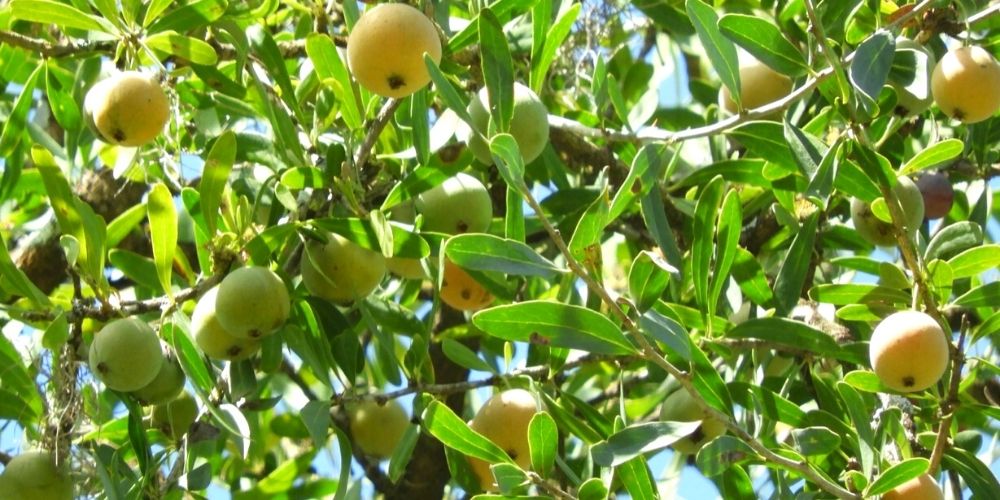 🌿 Propiedades y usos medicinales del Quebracho flojo para la salud 🌿