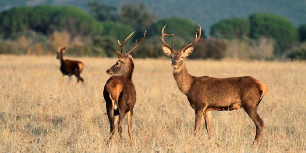 ✌️ En parques de España prohíben la caza deportiva y comercial ✌️
