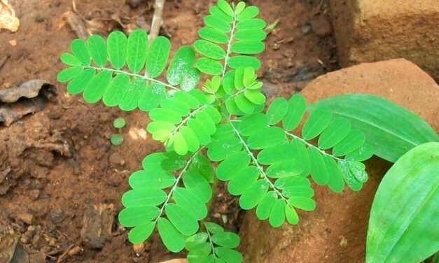 🌿 Flor Escondida: Propiedades, usos y beneficios medicinales para la salud 🌿