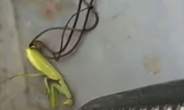 😮 Increíbles imágenes que muestran a un enorme parásito saliendo de una mantis muerta 😮