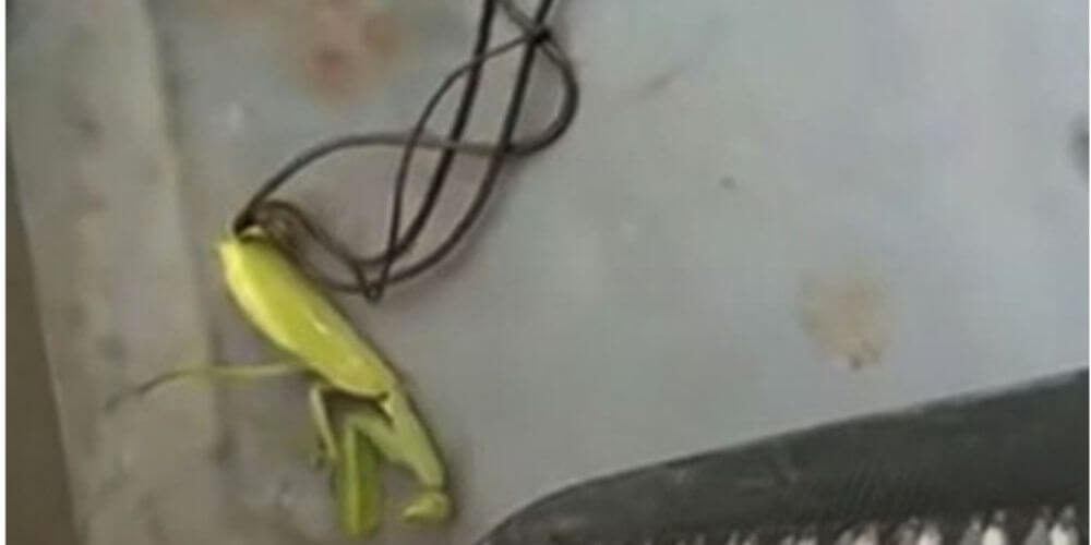 😮 Increíbles imágenes que muestran a un enorme parásito saliendo de una mantis muerta 😮