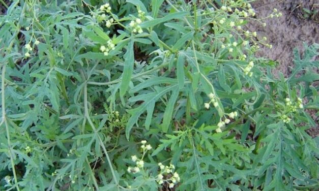 🌿 Para qué sirve la Escoba Amarga, propiedades y usos medicinales 🌿