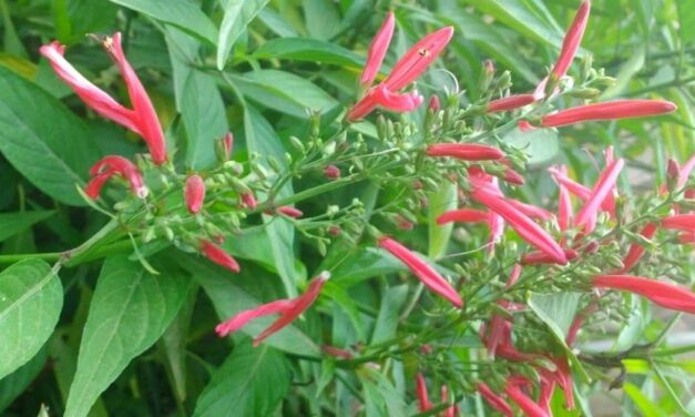 🌿 Propiedades, beneficios y usos medicinales de la Chincha Mochina 🌿