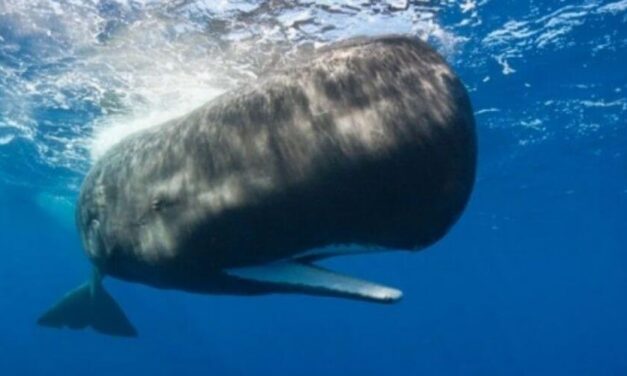 ✌️ Un pescador se consigue con un vómito de ballena y se hace millonario ✌️