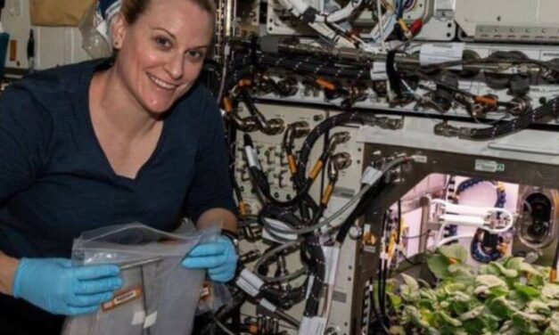 ✌️ Astronautas cultivan los primeros rábanos en el espacio y resulta todo un éxito ✌️